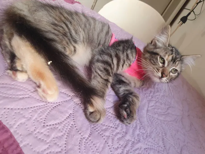 Gato ra a Srd idade 2 a 6 meses nome Barbie