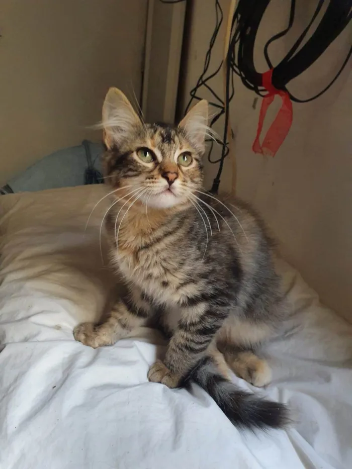 Gato ra a Srd idade 2 a 6 meses nome Barbie
