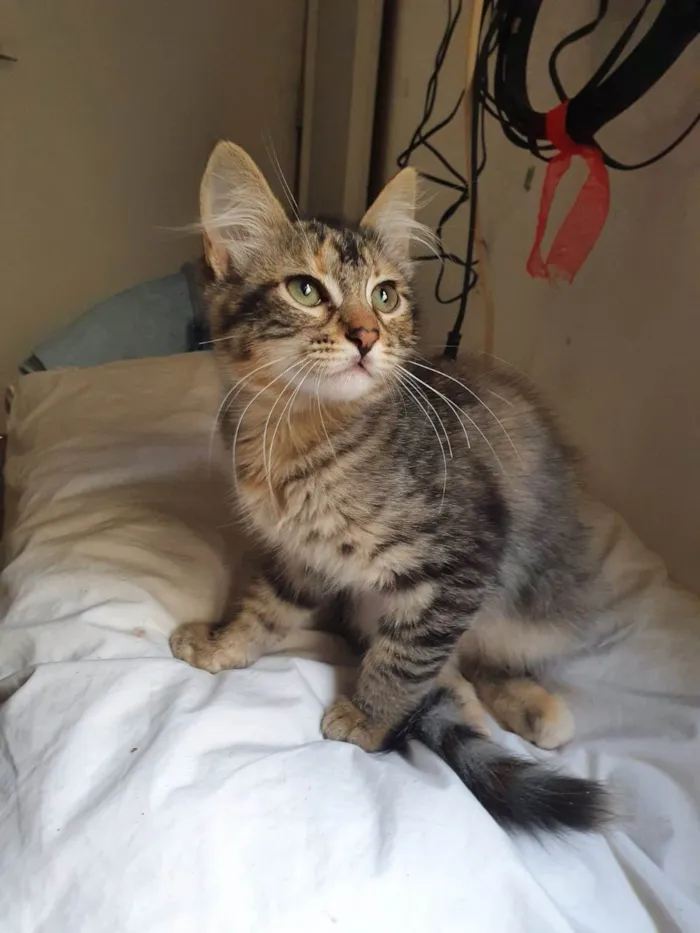 Gato ra a Srd idade 2 a 6 meses nome Barbie
