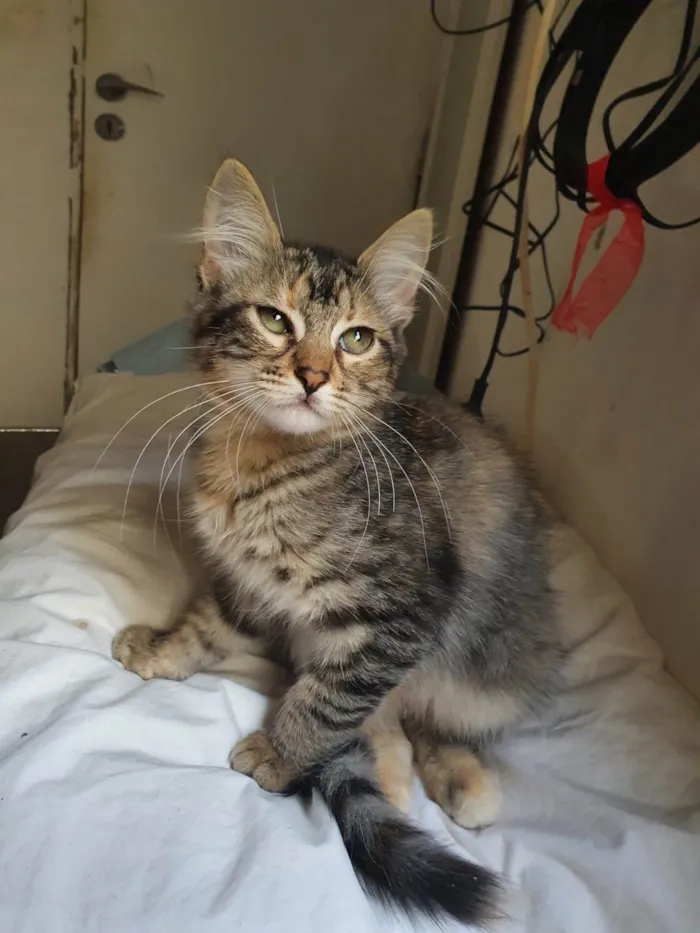 Gato ra a Srd idade 2 a 6 meses nome Barbie