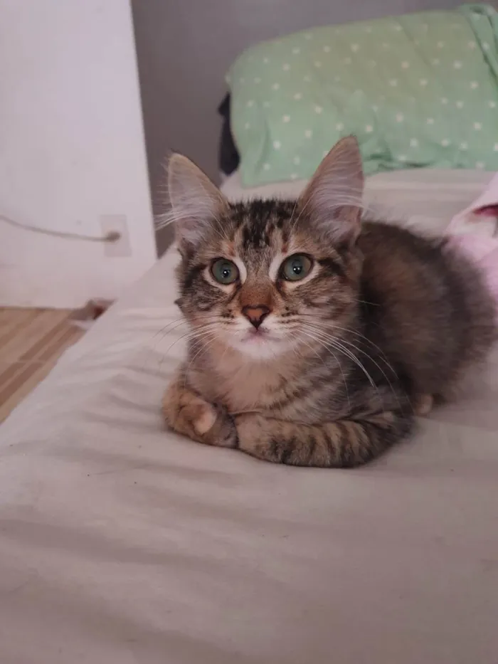 Gato ra a Srd idade 2 a 6 meses nome Barbie