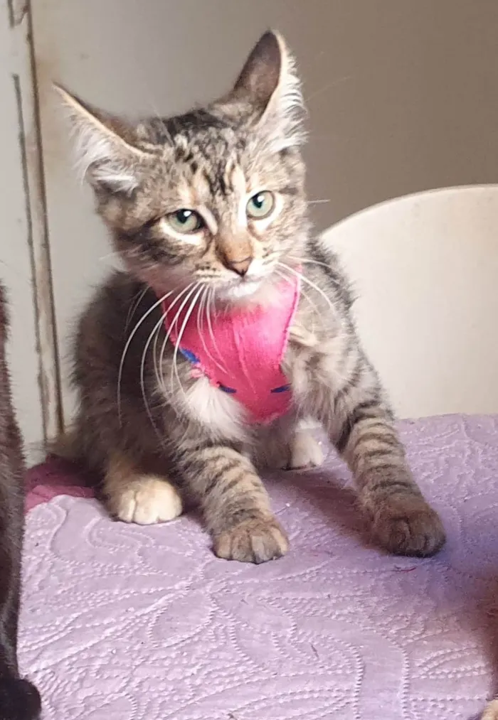 Gato ra a Srd idade 2 a 6 meses nome Barbie