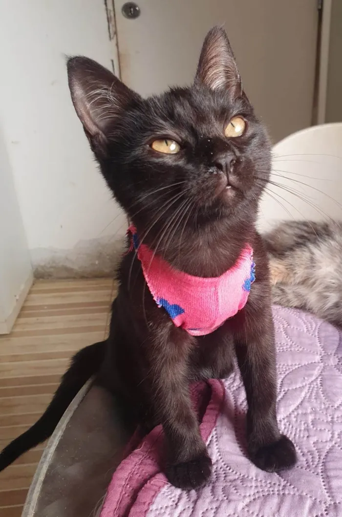 Gato ra a Srd idade 2 a 6 meses nome Susi