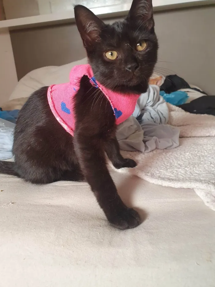 Gato ra a Srd idade 2 a 6 meses nome Susi