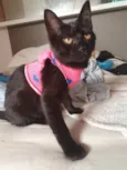 Susi