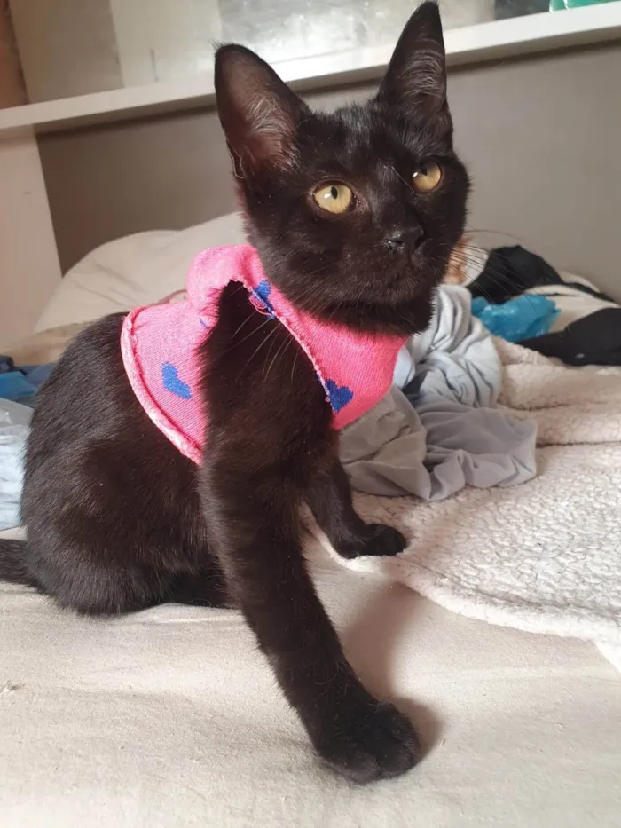 Gato ra a Srd idade 2 a 6 meses nome Susi