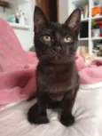 Susi