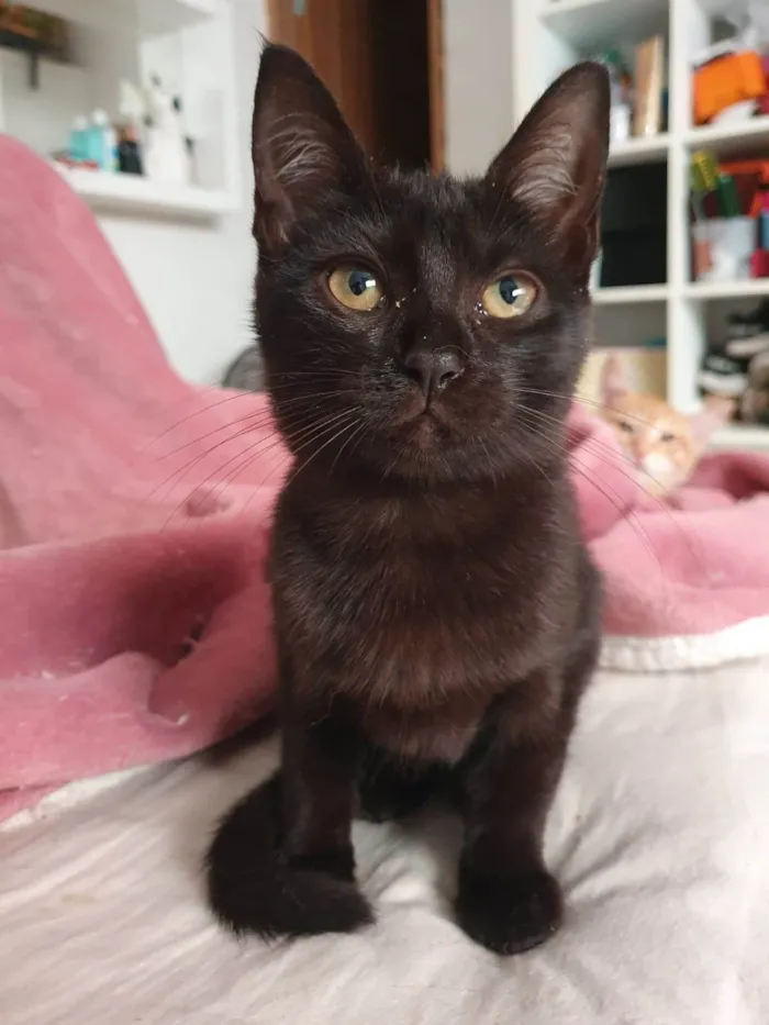 Gato ra a Srd idade 2 a 6 meses nome Susi