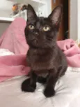 Susi