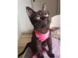 Susi
