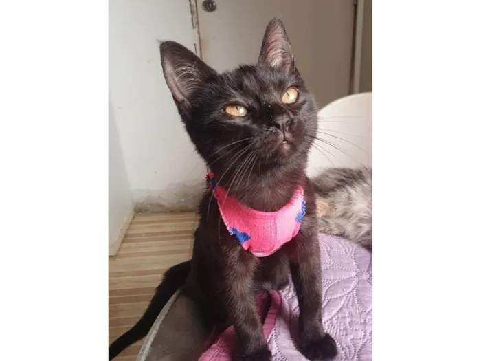 Gato ra a Srd idade 2 a 6 meses nome Susi