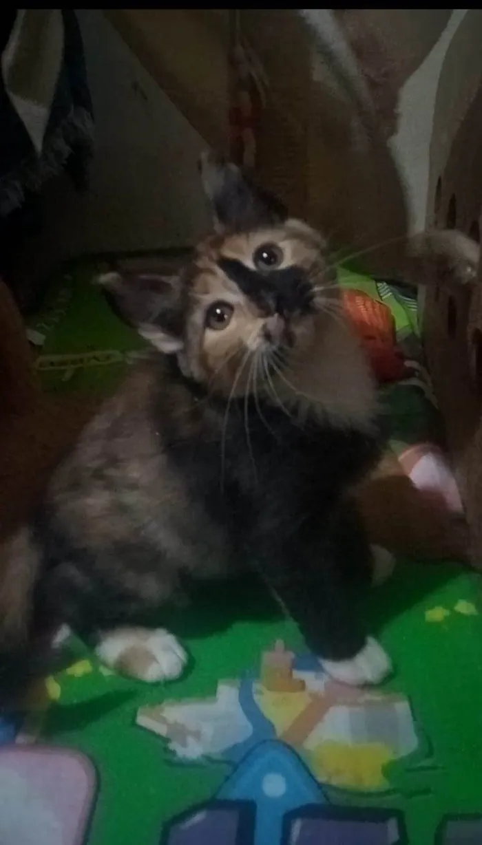 Gato ra a Srd idade Abaixo de 2 meses nome Gaia