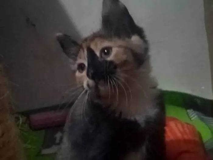 Gato ra a Srd idade Abaixo de 2 meses nome Gaia
