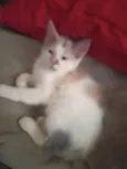 Maya