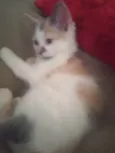 Maya