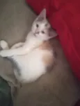 Maya