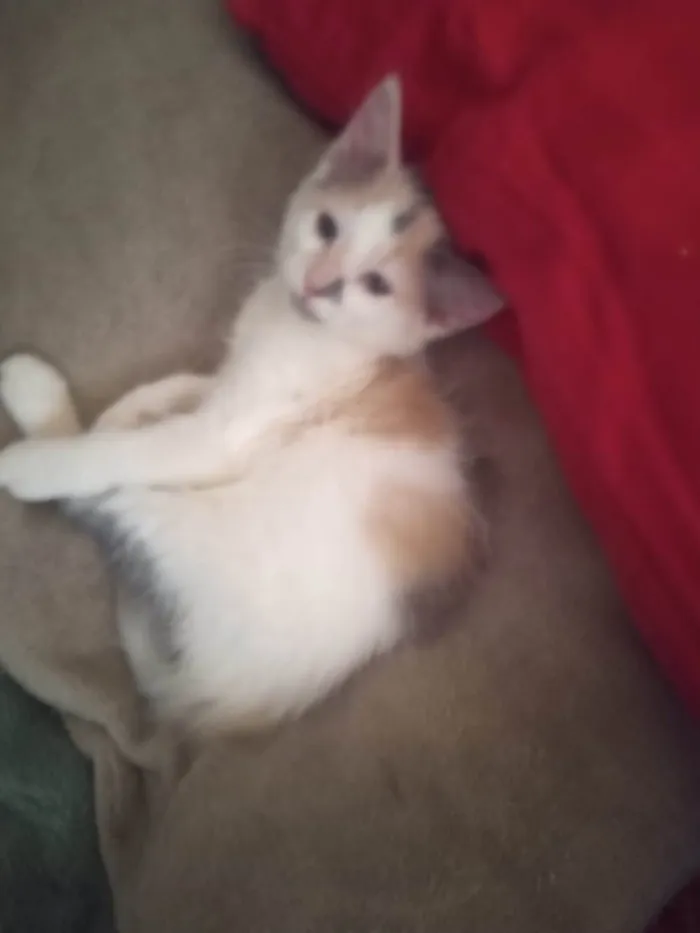 Gato ra a Srd idade Abaixo de 2 meses nome Maya