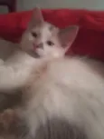 Maya