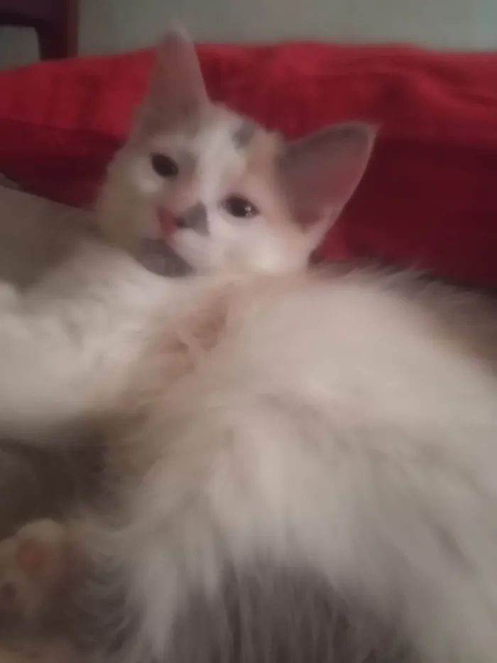 Gato ra a Srd idade Abaixo de 2 meses nome Maya
