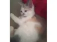 Maya