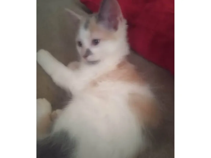 Gato ra a Srd idade Abaixo de 2 meses nome Maya