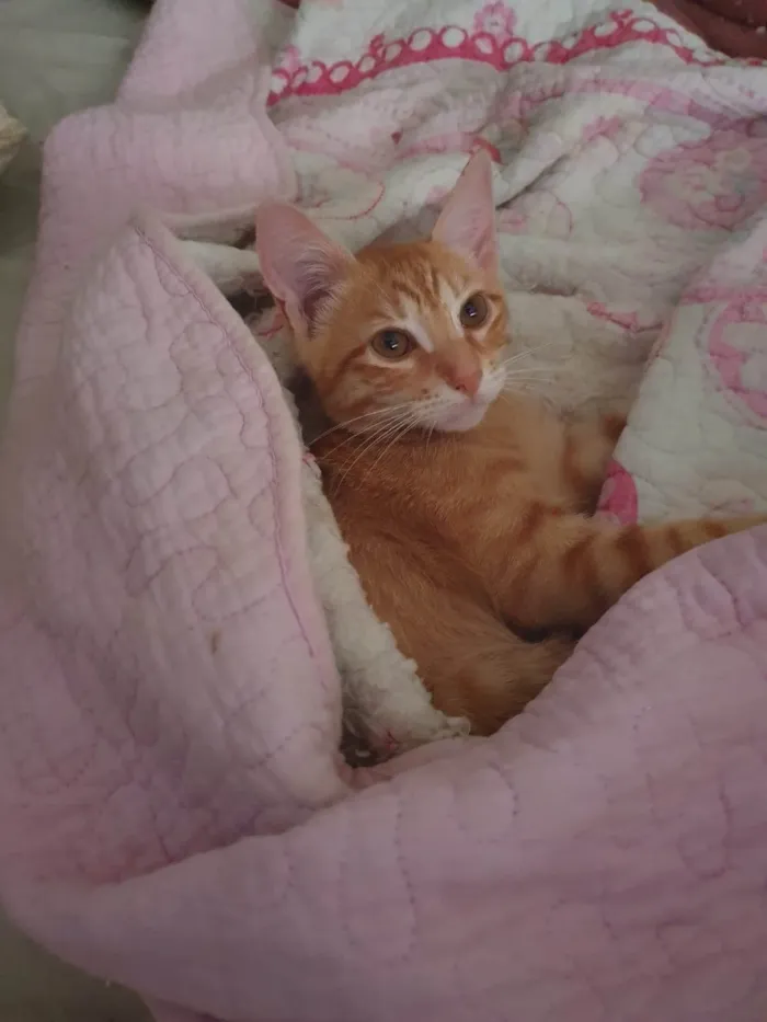Gato ra a Srd idade 2 a 6 meses nome Max