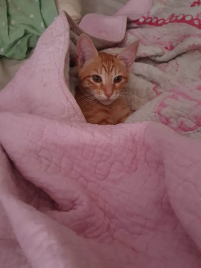Gato ra a Srd idade 2 a 6 meses nome Max