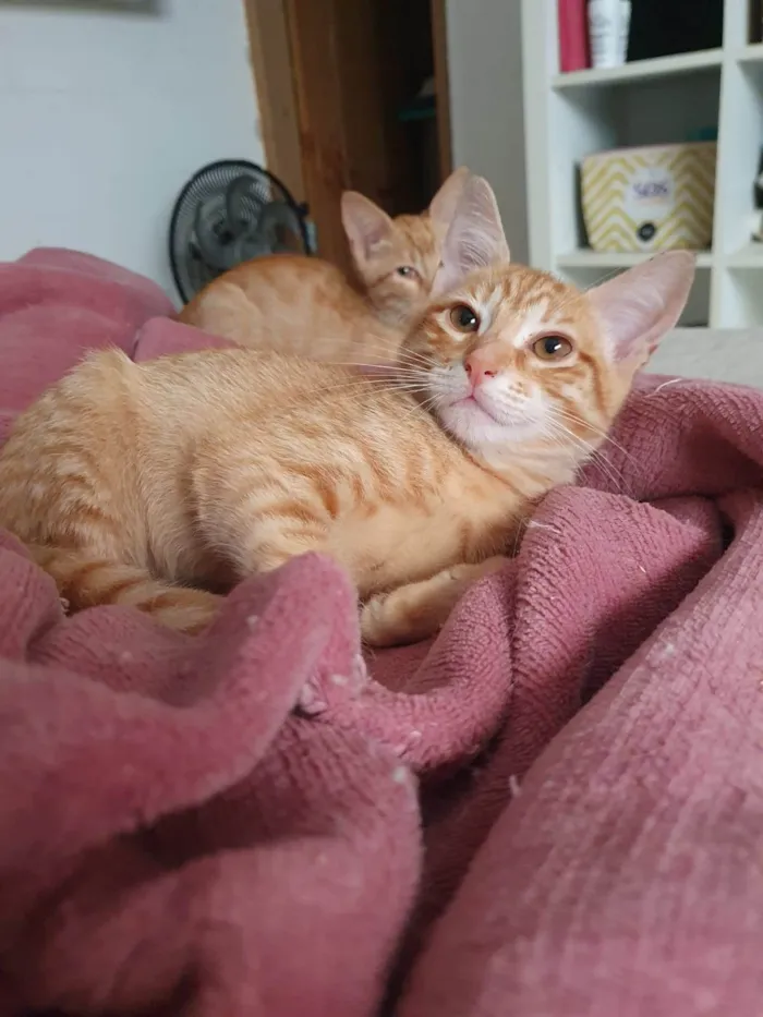 Gato ra a Srd idade 2 a 6 meses nome Max