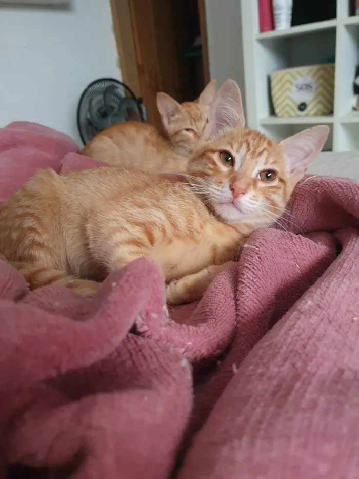 Gato ra a Srd idade 2 a 6 meses nome Max
