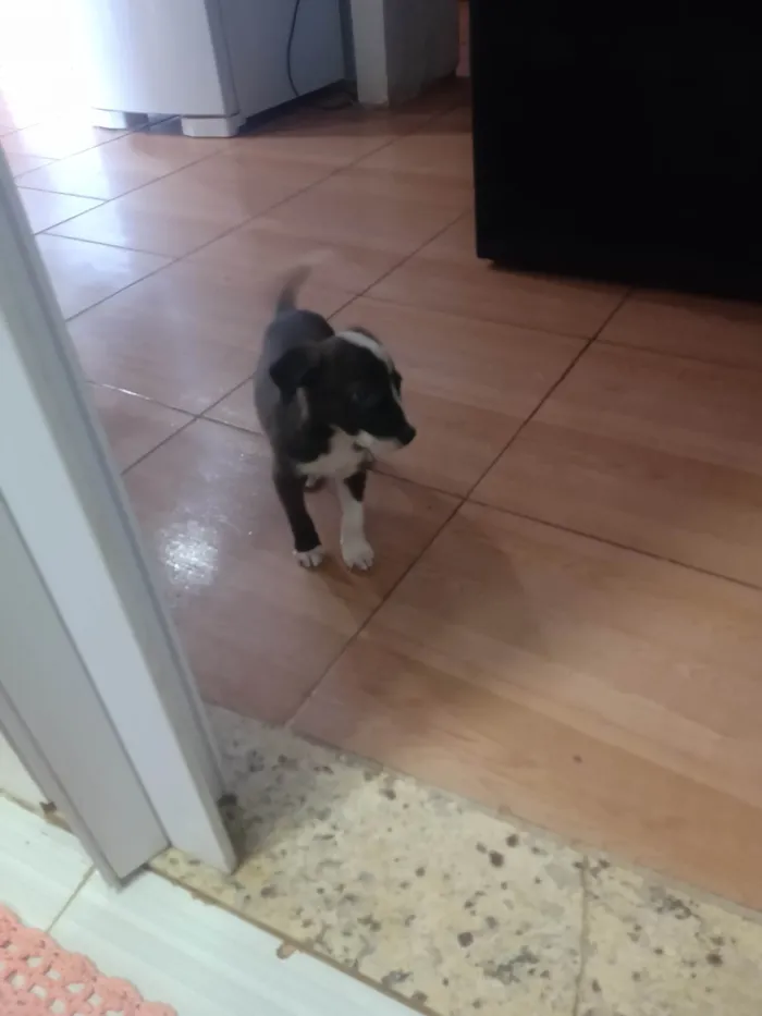 Cachorro ra a Pitbull com vira-lata  idade 2 a 6 meses nome Linda