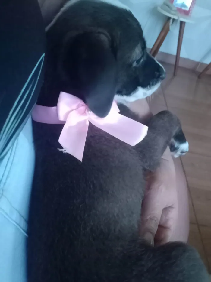 Cachorro ra a Pitbull com vira-lata  idade 2 a 6 meses nome Linda