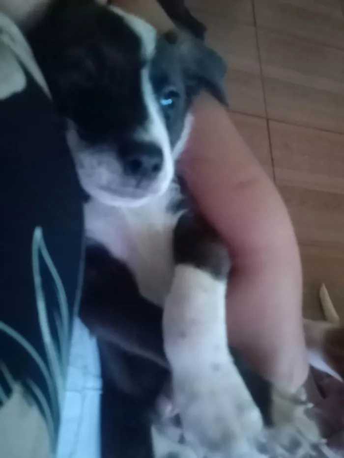 Cachorro ra a Pitbull com vira-lata  idade 2 a 6 meses nome Linda
