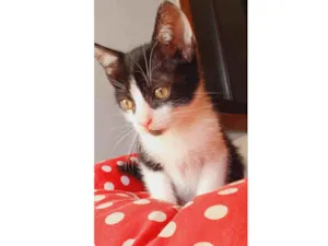 Gato raça gato idade Abaixo de 2 meses nome Stuart