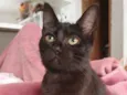 Susi