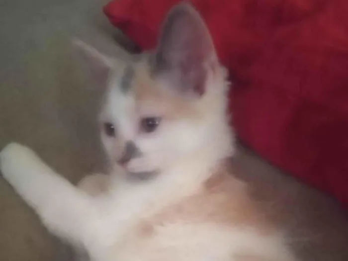 Gato ra a Srd idade Abaixo de 2 meses nome Maya