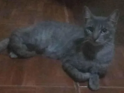 Gato raça SRD-ViraLata idade 2 a 6 meses nome Não possui