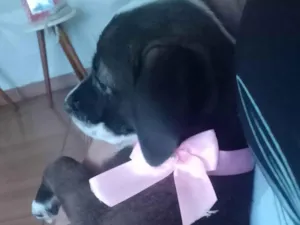 Cachorro raça Pitbull com vira-lata  idade 2 a 6 meses nome Linda