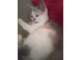 Maya