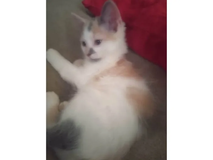 Gato ra a Srd idade Abaixo de 2 meses nome Maya
