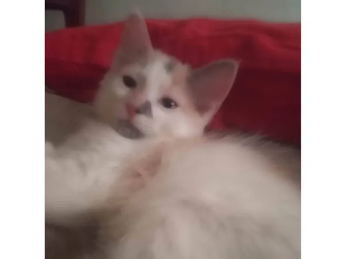 Gato ra a Srd idade Abaixo de 2 meses nome Maya