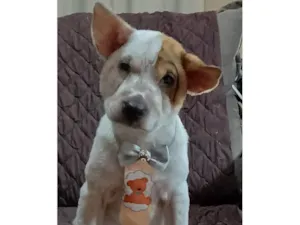 Cachorro raça SRD-ViraLata idade 2 a 6 meses nome Tinho