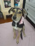 Agatha