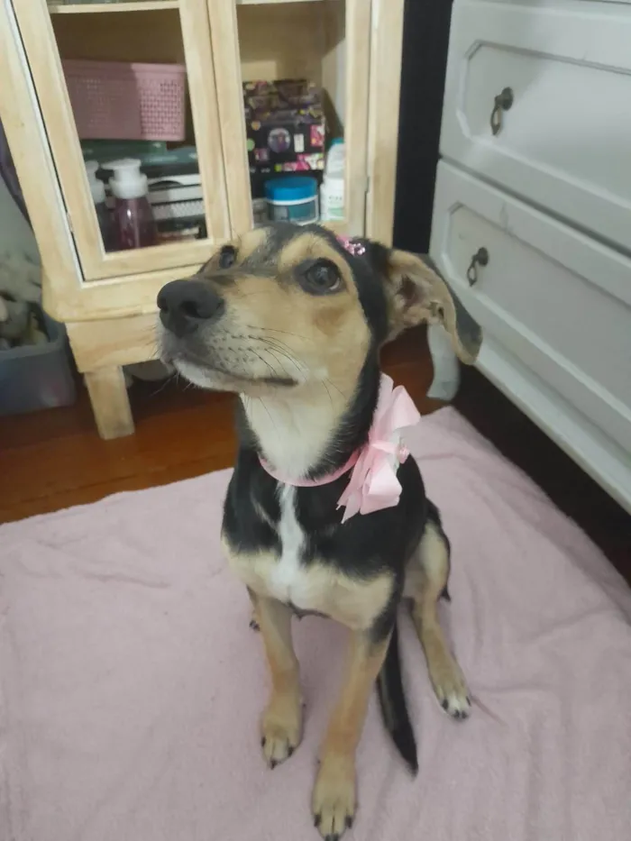 Cachorro ra a SRD-ViraLata idade 7 a 11 meses nome Agatha