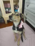Agatha