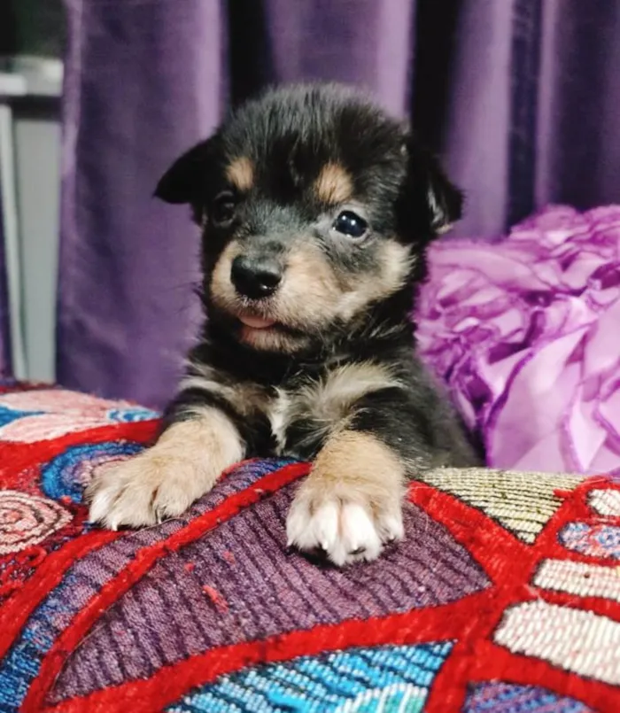 Cachorro ra a SRD-ViraLata idade Abaixo de 2 meses nome Filhotes 50 dias