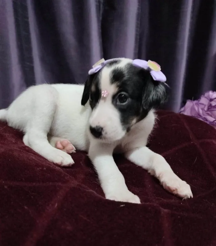 Cachorro ra a SRD-ViraLata idade Abaixo de 2 meses nome Filhotes 50 dias