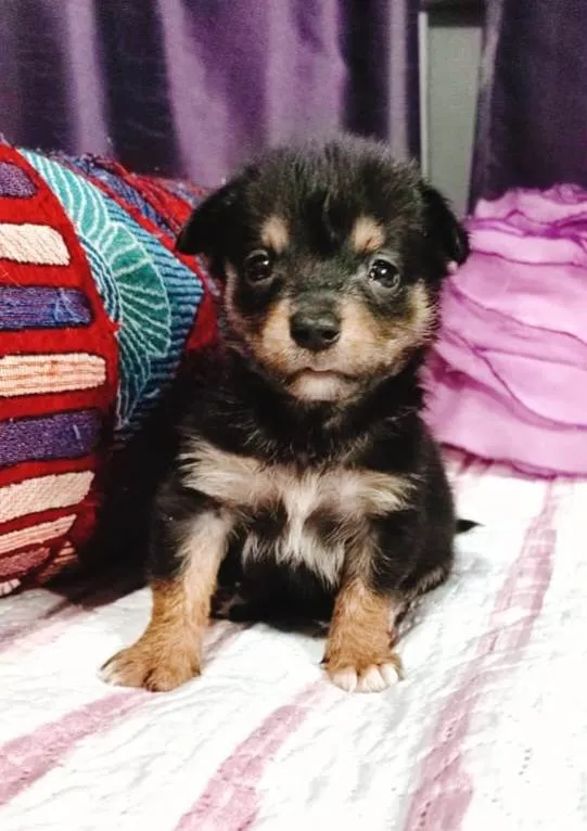 Cachorro ra a SRD-ViraLata idade Abaixo de 2 meses nome Filhotes 50 dias