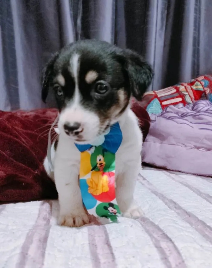 Cachorro ra a SRD-ViraLata idade Abaixo de 2 meses nome Filhotes 50 dias