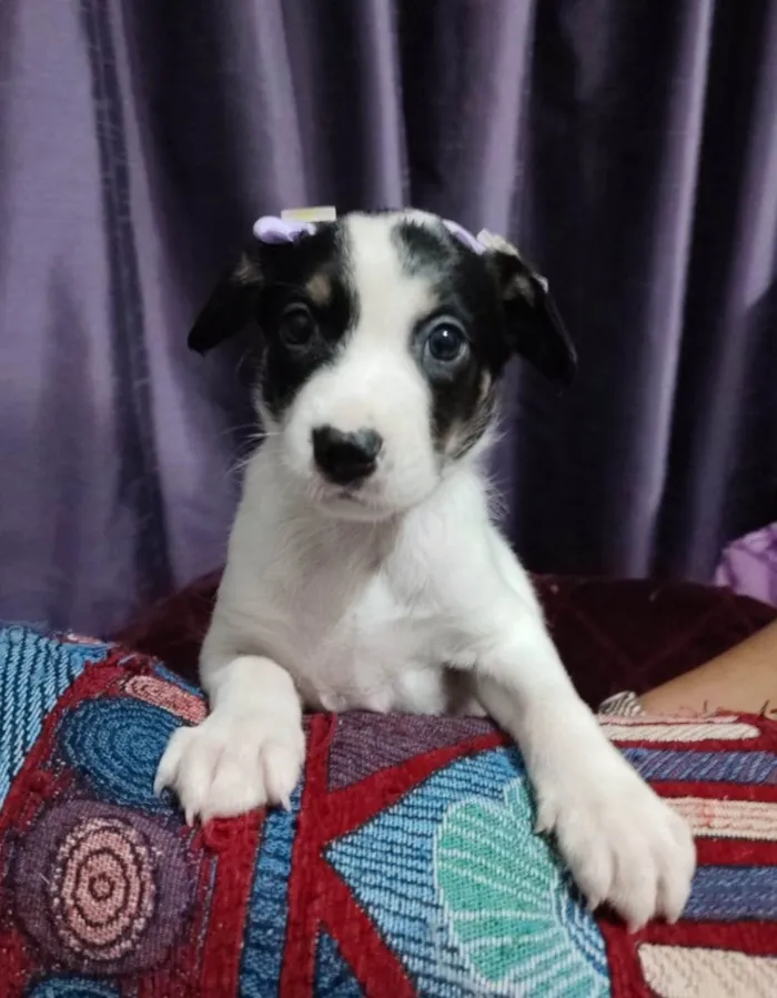 Cachorro ra a SRD-ViraLata idade Abaixo de 2 meses nome Filhotes 50 dias