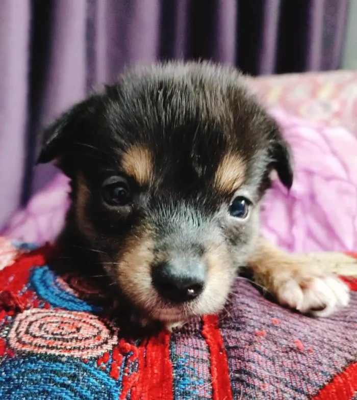 Cachorro ra a SRD-ViraLata idade Abaixo de 2 meses nome Filhotes 50 dias